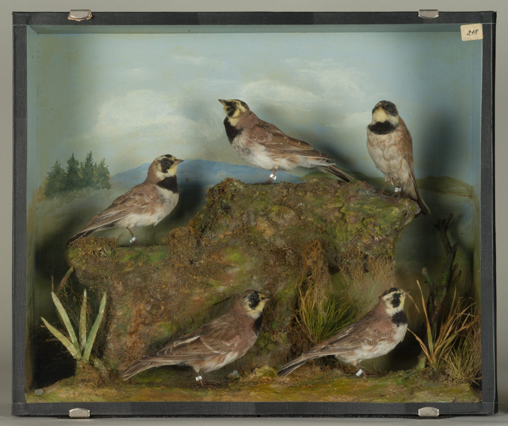Diorama: Ohrenlerche, Ohrenlerche, Ohrenlerche, Ohrenlerche, Ohrenlerche