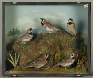 Diorama: Ohrenlerche, Ohrenlerche, Ohrenlerche, Ohrenlerche, Ohrenlerche