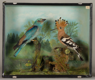 Diorama: Blauracke, Wiedehopf