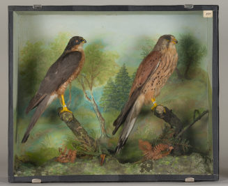 Diorama: Sperber, Turmfalke