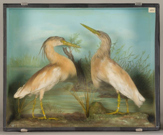 Diorama: Rallenreiher, Rallenreiher