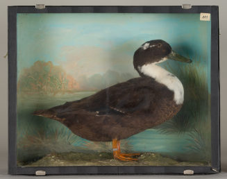 Diorama: Stockente, Bastard