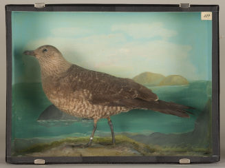 Diorama: Falkenraubmöwe