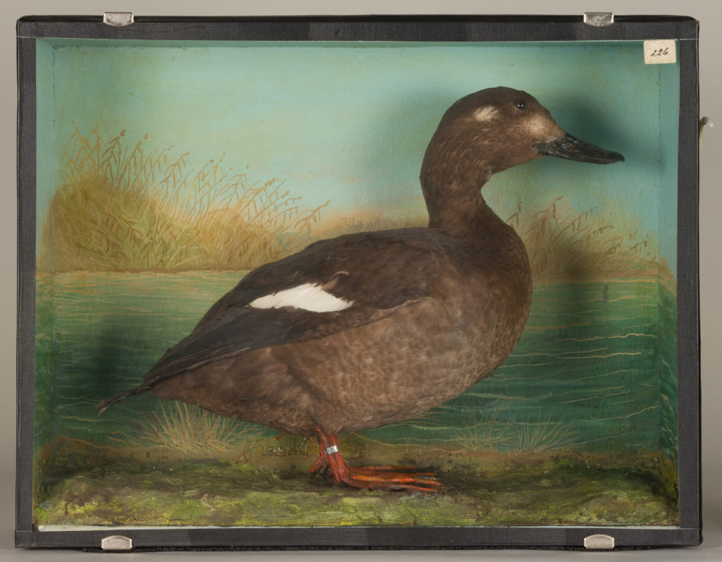 Diorama: Samtente