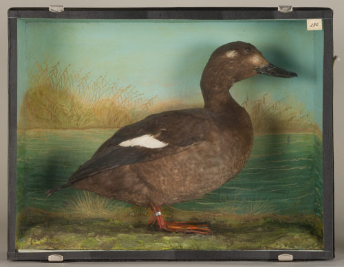 Dr. Peter Frey (Urheber*in), Diorama: Samtente, 1890–1952