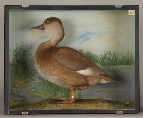 Dr. Peter Frey (Urheber*in), Diorama: Kolbenente, 1890–1952