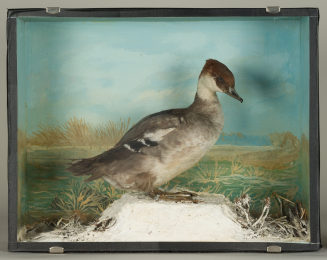 Diorama: Zwergsäger