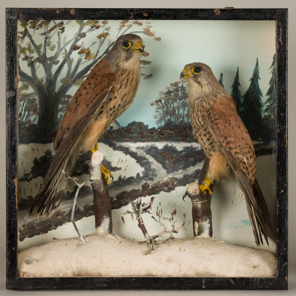 Diorama: Turmfalke, Turmfalke