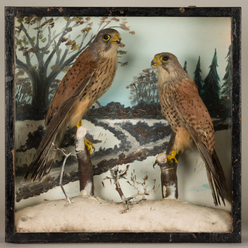Dr. Peter Frey (Urheber*in), Diorama: Turmfalke, Turmfalke, 1890–1952