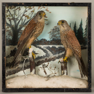 Diorama: Turmfalke, Turmfalke