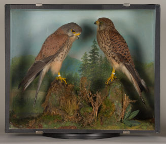 Diorama: Turmfalke, Turmfalke