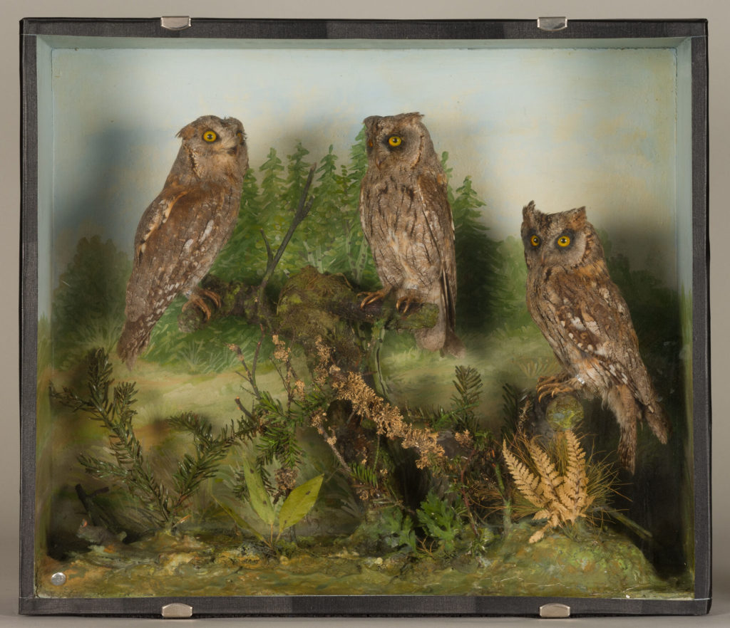 Diorama: Zwergohreule, Zwergohreule, Zwergohreule