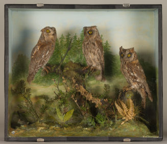 Diorama: Zwergohreule, Zwergohreule, Zwergohreule