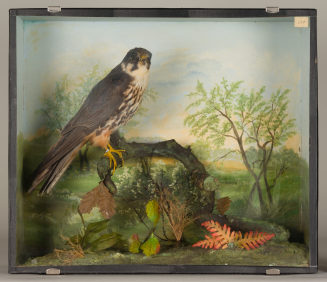 Diorama: Baumfalke