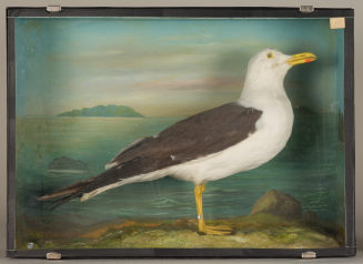 Diorama: Heringsmöwe