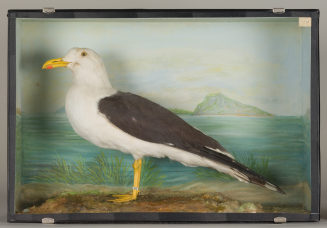Diorama: Heringsmöwe