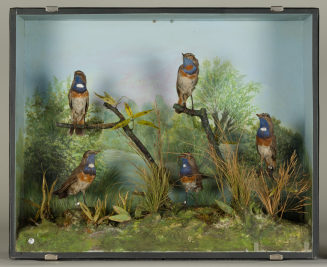 Diorama: Blaukehlchen, Weißsteringes, Blaukehlchen, Rotsteringes, Blaukehlchen, Weißsteringes, Blaukehlchen, Weißsteringes, Blaukehlchen, Weißsteringes