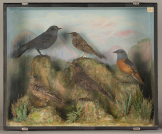 Diorama: Alpenbraunelle, Steinrötel, Steinrötel, Blaumerle, Blaumerle, Alpenbraunelle