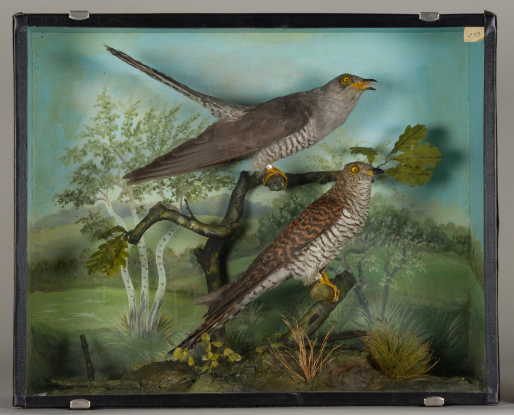 Diorama: Kuckuck, Kuckuck