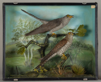 Diorama: Kuckuck, Kuckuck