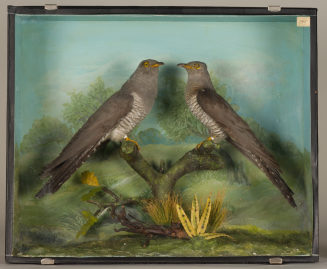 Diorama: Kuckuck, Kuckuck
