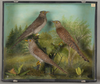 Diorama: Kuckuck, Kuckuck, Kuckuck