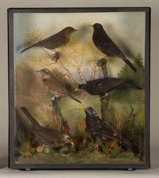 Diorama: Rotdrossel, Amsel, Amsel, Amsel, Amsel, Amsel