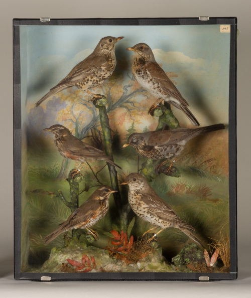 Dr. Peter Frey (Urheber*in), Diorama: Wacholderdrossel, 1890–1952