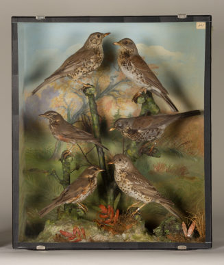 Diorama: Wacholderdrossel
