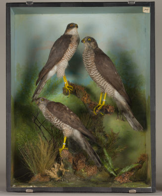 Diorama: Sperber