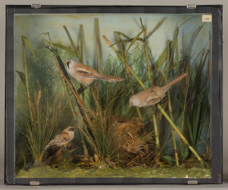Diorama: Bartmeise, Bartmeise, Beutelmeise, Bartmeise
