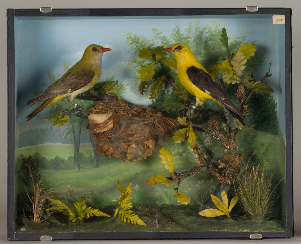 Diorama: Pirol, Pirol, Pirol