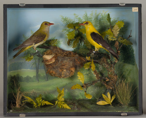 Dr. Peter Frey (Urheber*in), Diorama: Pirol, Pirol, Pirol, 1890–1952