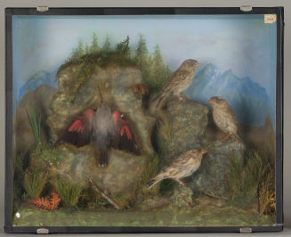 Diorama: Mauerläufer, Steinsperling, Steinsperling, Steinsperling