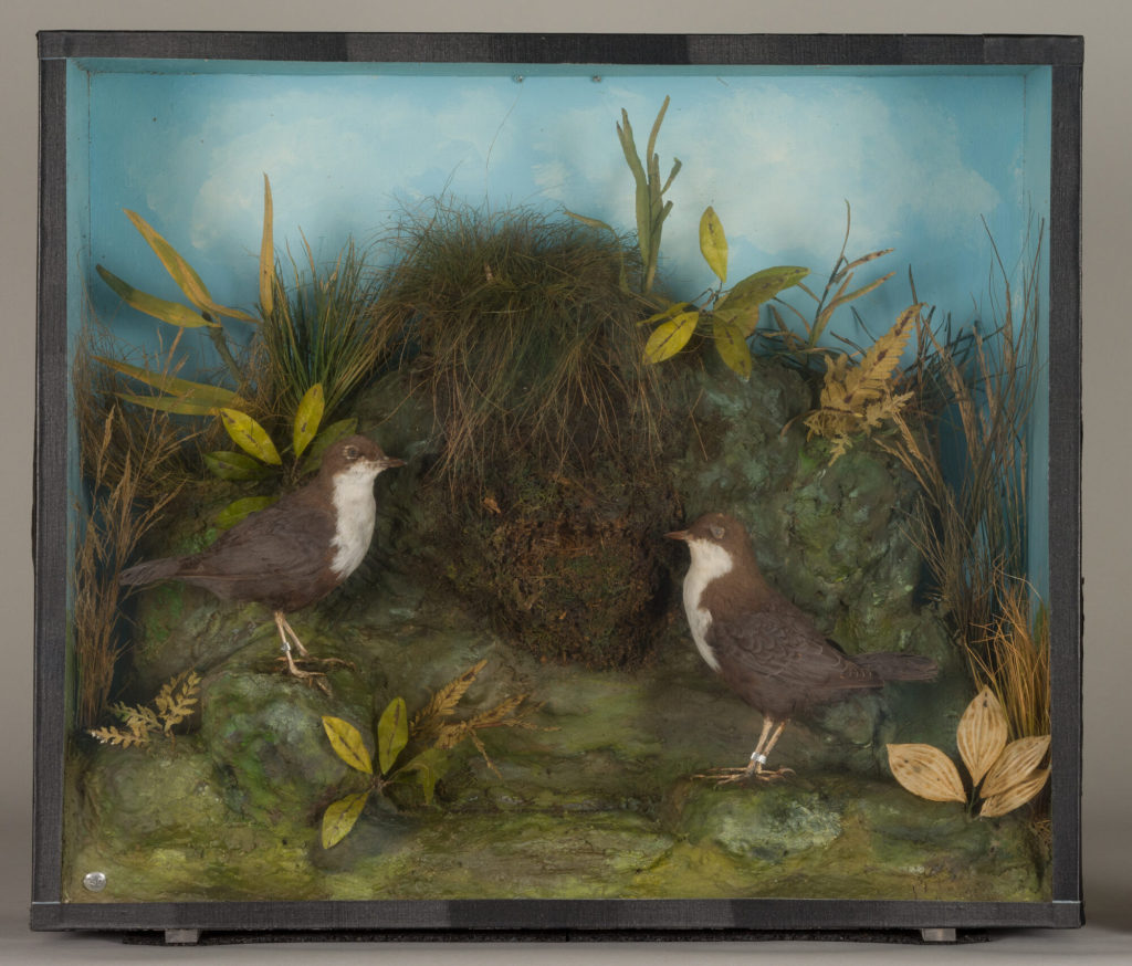 Diorama: