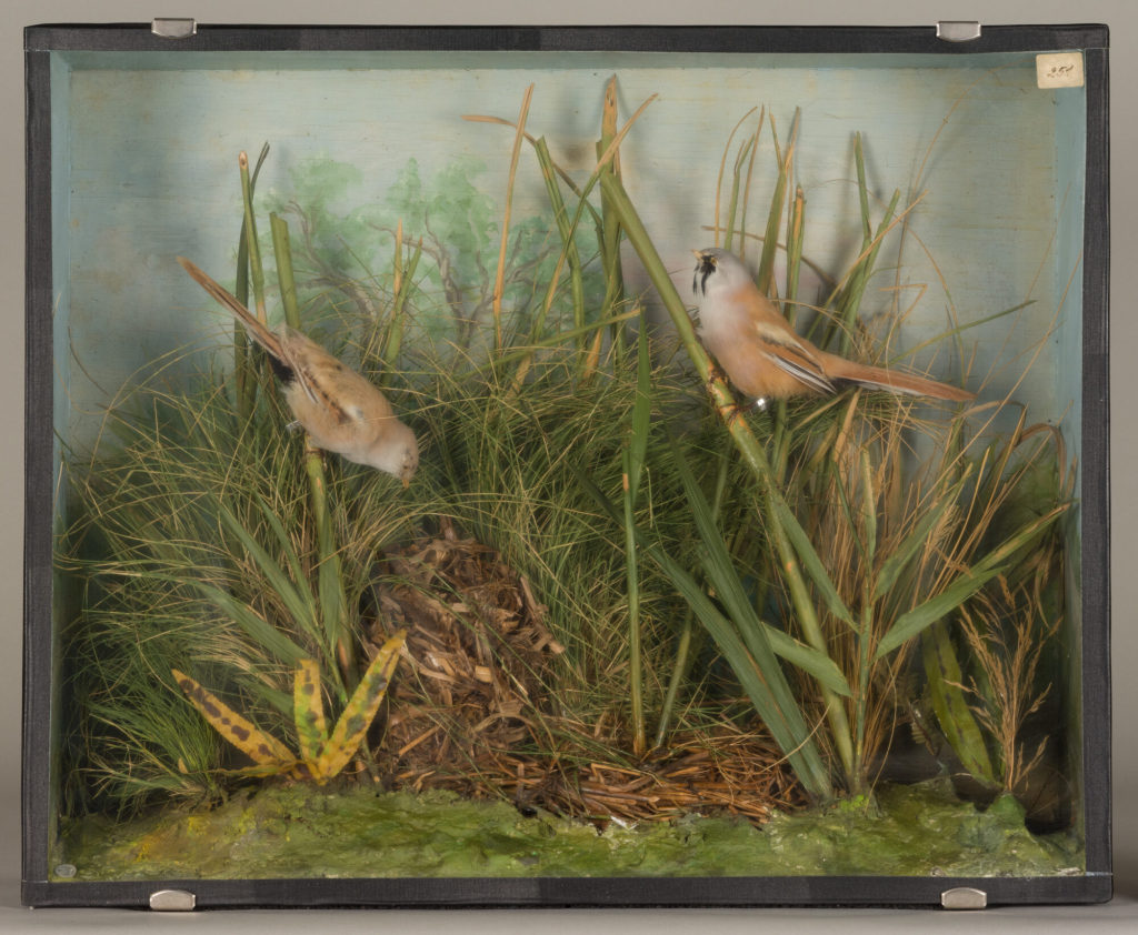 Diorama: Bartmeise, Bartmeise, Bartmeise