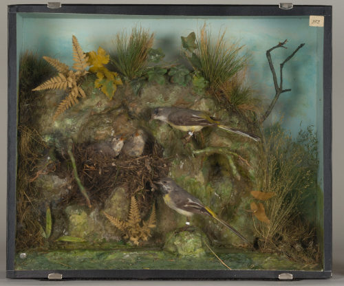 Dr. Peter Frey (Urheber*in), Diorama: Gebirgsstelze, Gebirgsstelze, Gebirgsstelze, 1890–1952