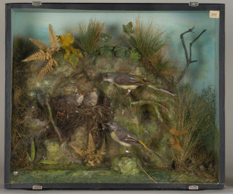 Diorama: Gebirgsstelze, Gebirgsstelze, Gebirgsstelze