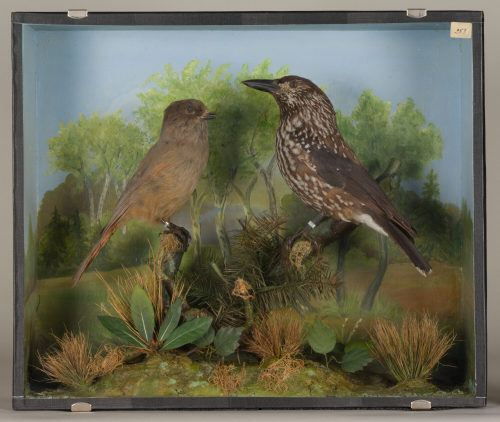 Dr. Peter Frey (Urheber*in), Diorama: Unglückshäher, Tannenhäher, 1890–1952