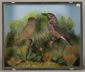 Diorama: Unglückshäher, Tannenhäher