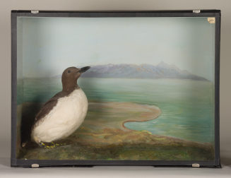 Diorama: Trottellumme