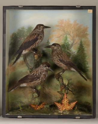 Diorama: Tannenhäher, Tannenhäher, Tannenhäher