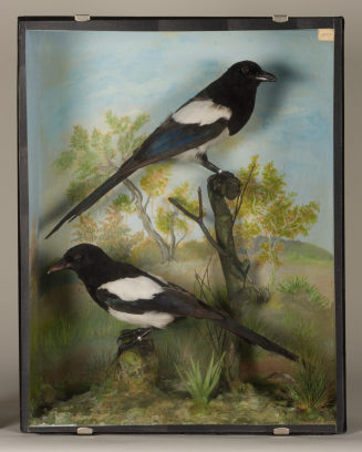 Diorama: Elster, Elster