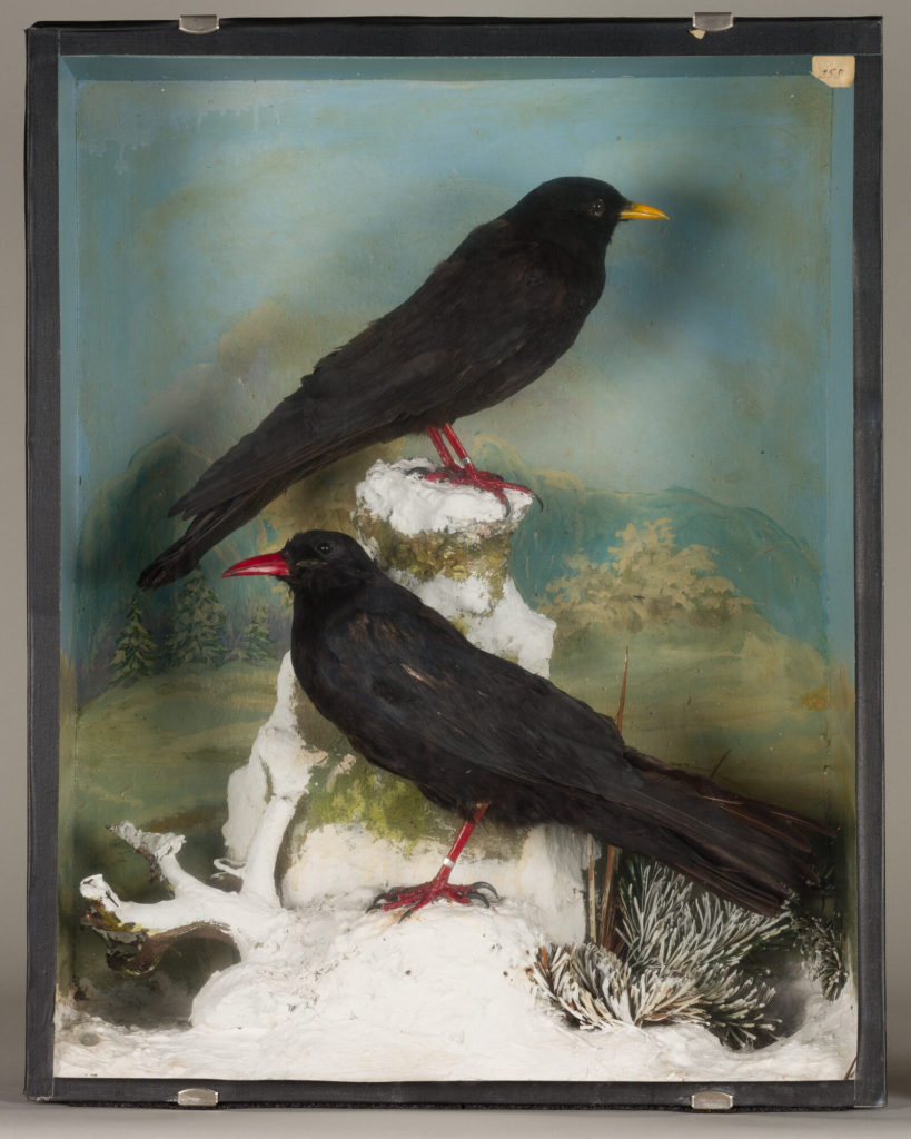 Diorama: Alpenkrähe, Alpendohle
