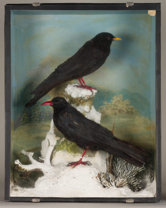 Diorama: Alpenkrähe, Alpendohle