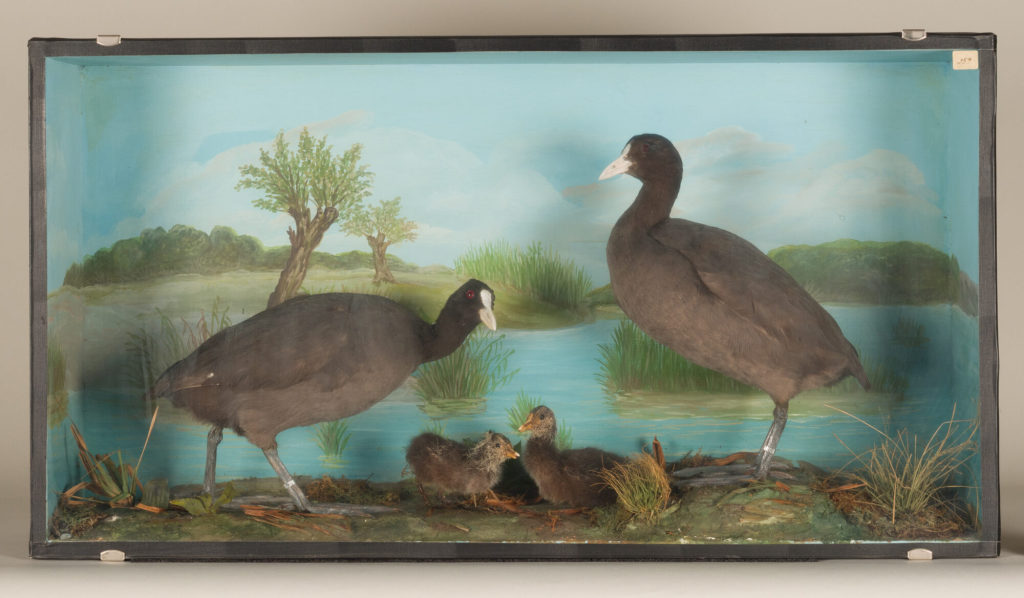 Diorama: Bläßhuhn, Bläßhuhn, Bläßhuhn