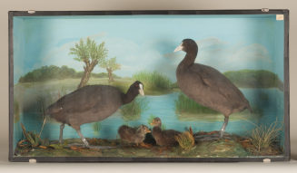 Diorama: Bläßhuhn, Bläßhuhn, Bläßhuhn