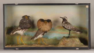 Diorama: Kampfläufer, Kampfläufer