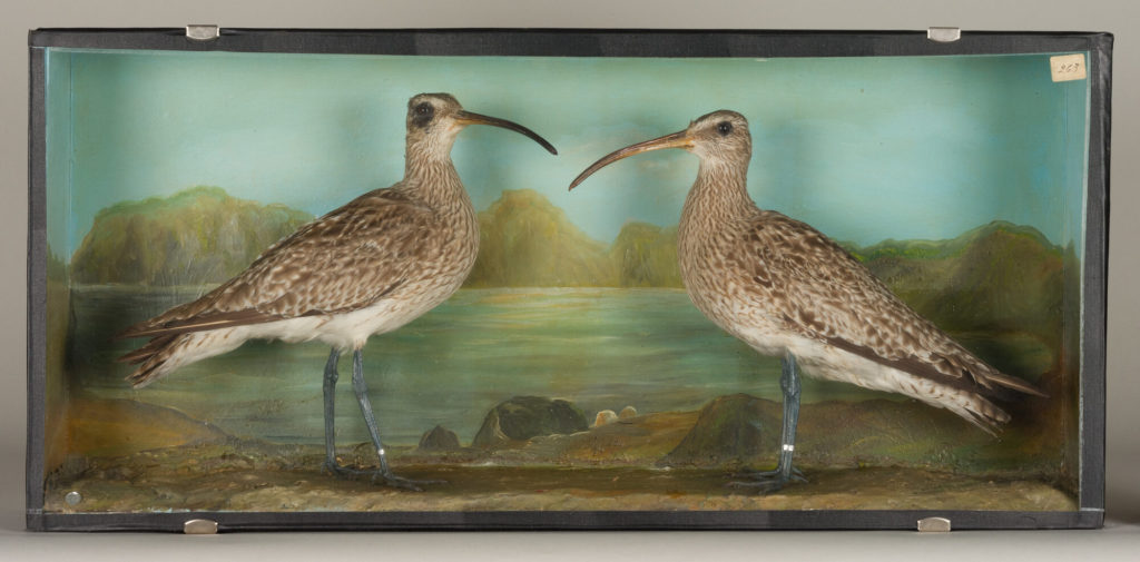 Diorama: Regenbrachvogel, Regenbrachvogel