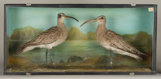 Diorama: Regenbrachvogel, Regenbrachvogel